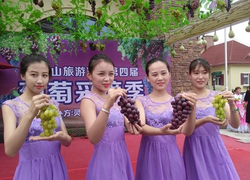 2017年青岛灵珠山葡萄采摘季隆重开幕 葡萄盛会持续到10月底