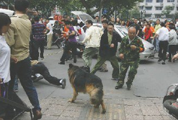 十月起,青岛这40种烈性犬禁养,违规将重罚
