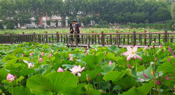 炎炎夏日美景醉人 山东科技大学赏荷正当时