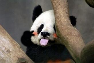 熊猫外交是中国王牌 缓和中美紧张关系