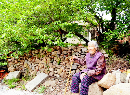 青岛87岁低保老人无力采摘樱桃 整树樱桃等您来认领