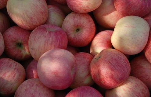 平度苹果丰收 新果比去年便宜1元左右