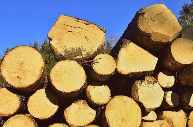 【跨境资讯】马来西亚原木短缺对木材行业的影响和动荡