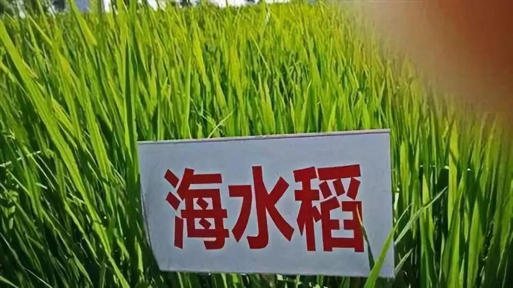 耐盐碱水稻在青岛开始春播育秧 “海水稻”迎来关键之年