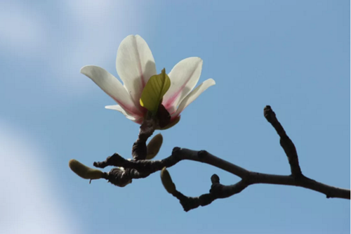 青岛三月赏花：玉兰花期 ＂赏花地图＂