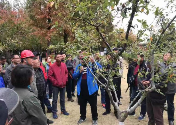 青岛西海岸开展园林绿化养护业务知识培训会 图社保费对苗木的管护水平