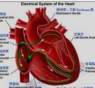 “心血管临床技能全国巡讲（青岛站）”学术研讨会在市第八人民医院举办