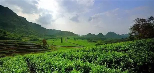 青岛市茶文化研究会受邀参加第十五届中国茶业经济年会